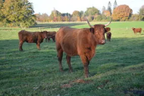 Salers dans un champ en Bretagne