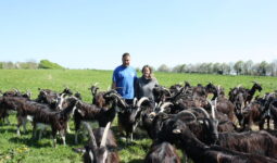Un couple avec son  troupeau de chèvres poitevines dans un champ