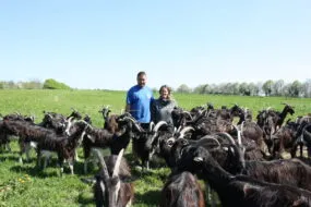Un couple avec son  troupeau de chèvres poitevines dans un champ