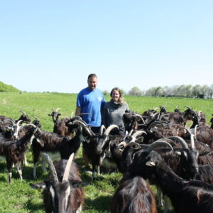 Un couple avec son  troupeau de chèvres poitevines dans un champ