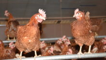 poules