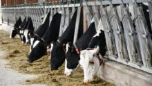 Vaches Prim'Holstein au cornadis avec colliers