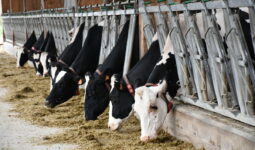 Vaches Prim'Holstein au cornadis avec colliers