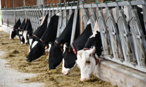 Vaches Prim'Holstein au cornadis avec colliers