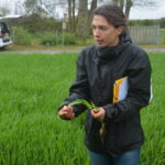 Annwenn Donnard dans une parcelle d'orge
