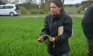 Annwenn Donnard dans une parcelle d'orge
