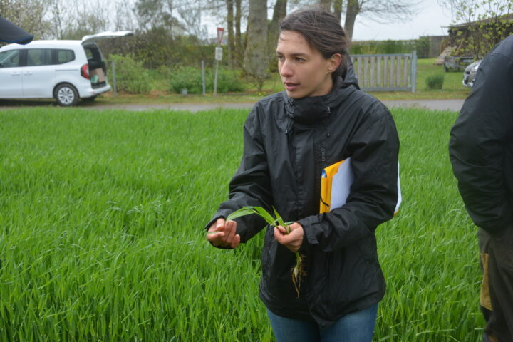 Annwenn Donnard dans une parcelle d'orge