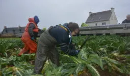 Une dame qui coupe des choux fleurs en portant un exosquelette
