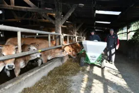 Des éleveurs distribuent les aliments à des bovins dans une stabulation à l'aide d'un distributeur électrique motorisé