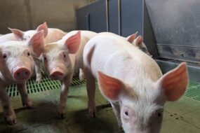 Des porcs dans une porcherie