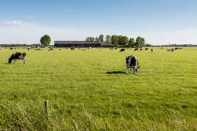 Des vaches en train de paître au milieu d'une prairie