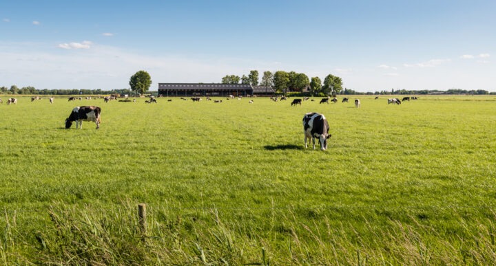 Des vaches en train de paître au milieu d'une prairie