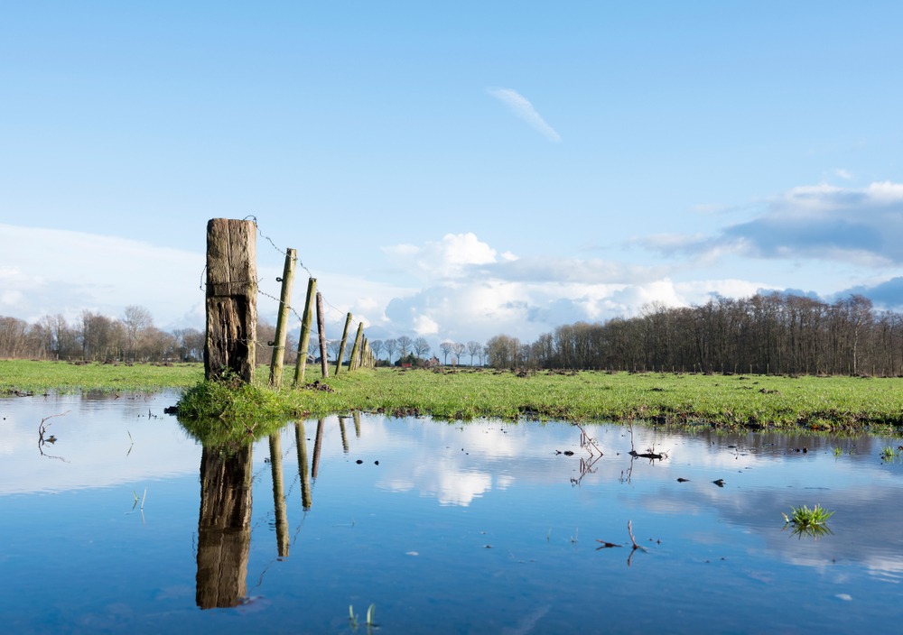 Flaque d'eau dans un pré
