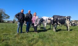 Trois personnes dans un champ avec des vaches laitières