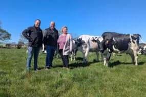 Trois personnes dans un champ avec des vaches laitières