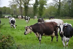 Des vaches laitières dans une prairie