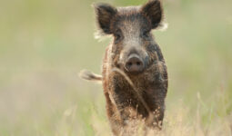 Un sanglier dans un champ