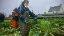 Une femme coupe des choux fleurs en portant un exosquelette