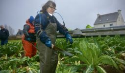 Une femme coupe des choux fleurs en portant un exosquelette