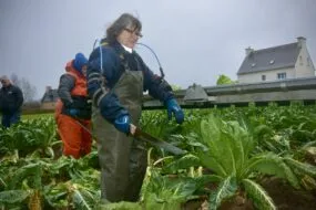 Une femme coupe des choux fleurs en portant un exosquelette