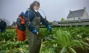 Une femme coupe des choux fleurs en portant un exosquelette