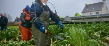 Une femme coupe des choux fleurs en portant un exosquelette