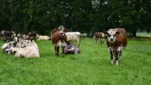 vaches normandes au pâturage