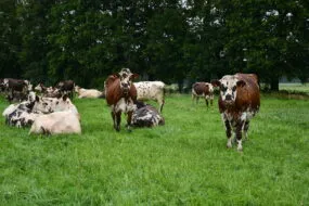 vaches normandes au pâturage