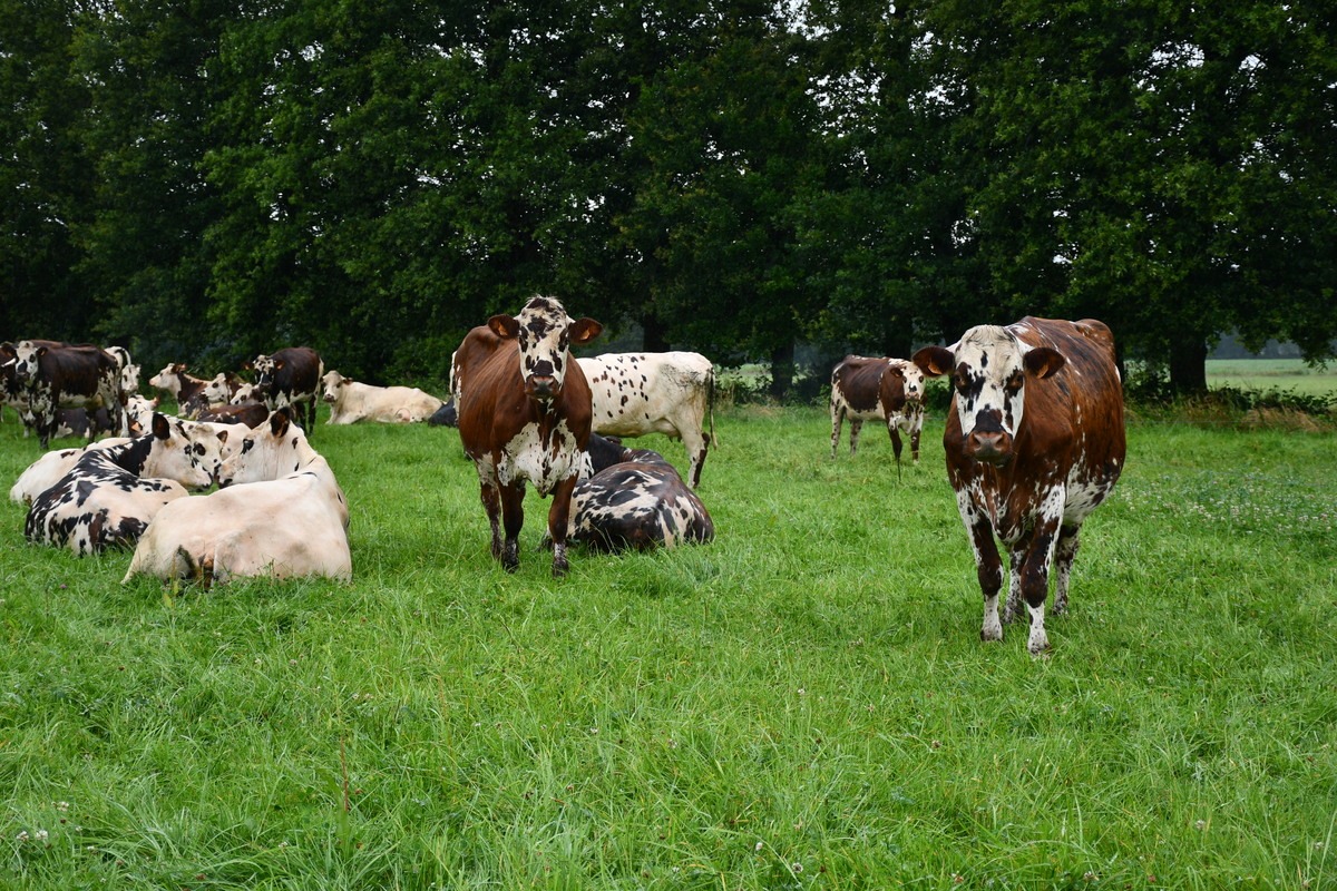 vaches normandes au pâturage - Illustration Performance environnementale : Plus de stabilité pour les fermes herbagères