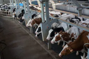 Des vaches à la traite.
