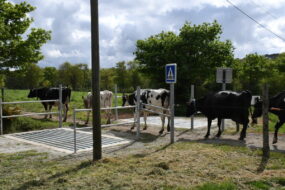 Les vaches traversent la route entre les passages canadiens et les barrières