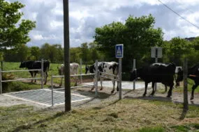 Les vaches traversent la route entre les passages canadiens et les barrières