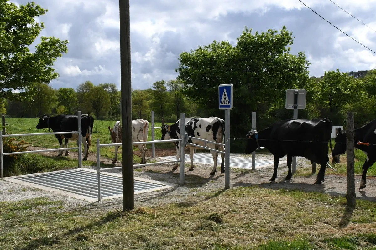 Les vaches traversent la route entre les passages canadiens et les barrières - Illustration Des passages canadiens sur la route communale