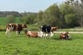Des vaches Holstein au pâturage dans un paysage de Bretagne