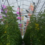Panneaux photovolatïques au dessus de plants de tomate