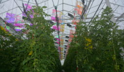 Panneaux photovolatïques au dessus de plants de tomate