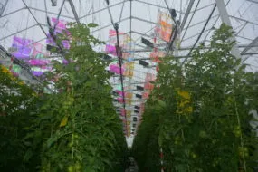 Panneaux photovolatïques au dessus de plants de tomate