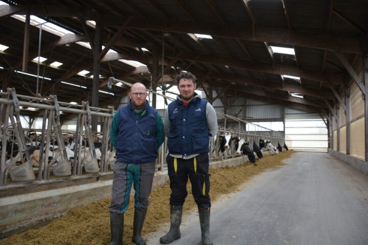 Jean-François et Sylvain Bréal dans leur stabulation avec des vaches
