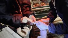 Deus personnes avec bonnette et blouse en train d'osculter un porcelet
