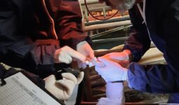 Deus personnes avec bonnette et blouse en train d'osculter un porcelet