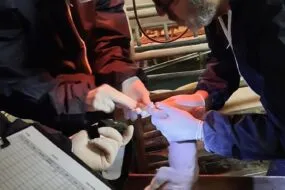 Deus personnes avec bonnette et blouse en train d'osculter un porcelet