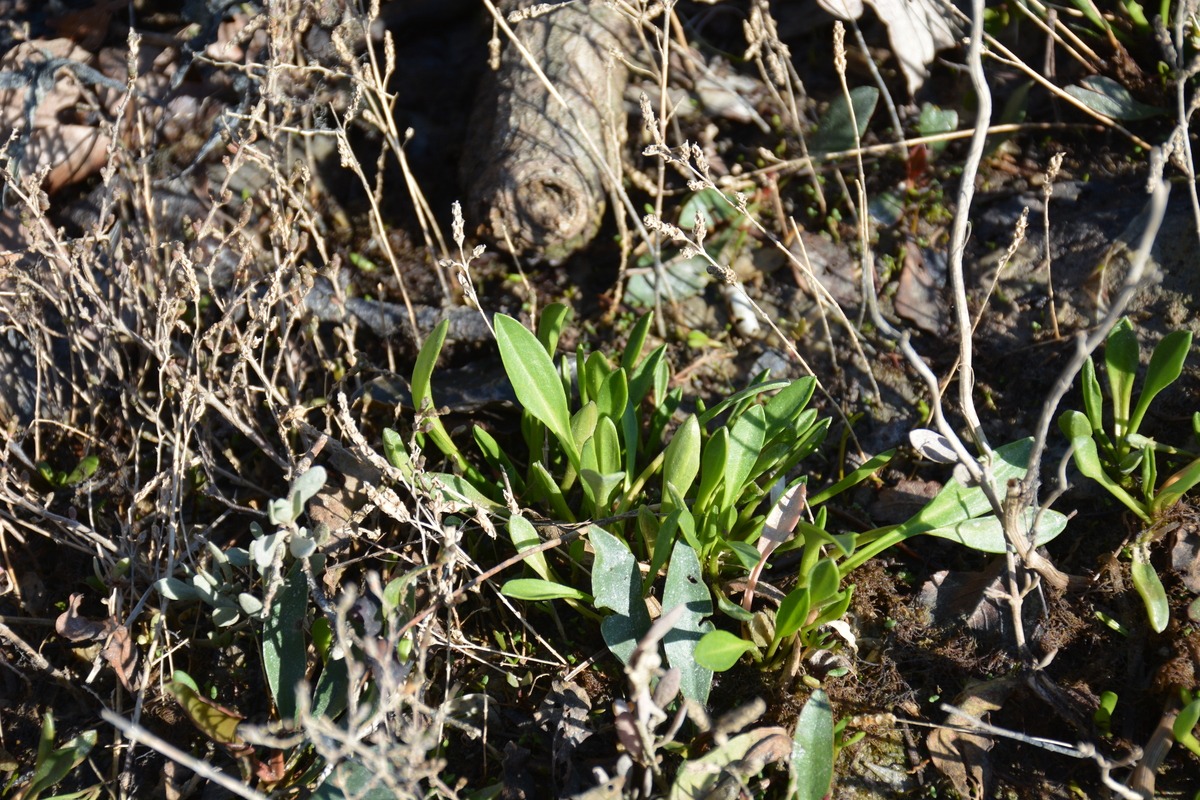 Des plants d'Aster maritime