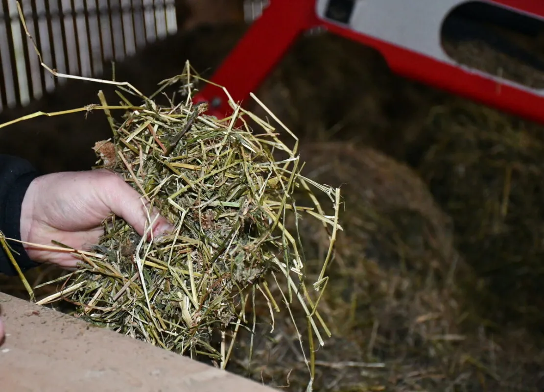 La main de l'éleveur qui tient du foin séché en grange