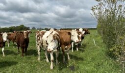 vaches laitières dans prairie en Bretagne