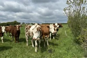vaches laitières dans prairie en Bretagne
