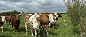 vaches laitières dans prairie en Bretagne