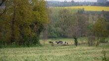 herbe fauchée pour ensilage vaches et colza