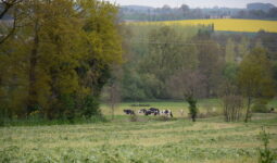 herbe fauchée pour ensilage vaches et colza