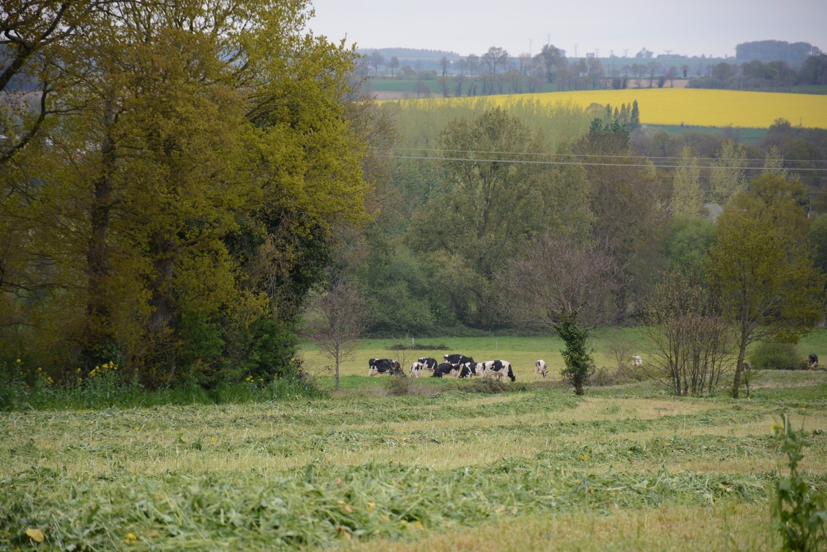 herbe fauchée pour ensilage vaches et colza - Illustration Le débat Pac post-2027 est lancé