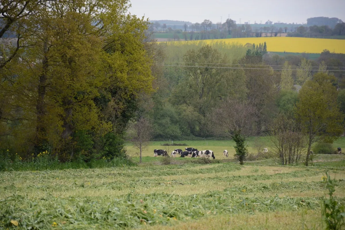 herbe fauchée pour ensilage vaches et colza  - Illustration Le débat Pac post-2027 est lancé